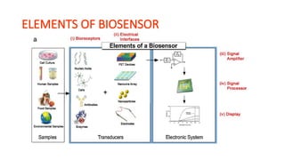 FET BASED BIOSENSOR FOR NANOSCIENCE AND N | PPTX