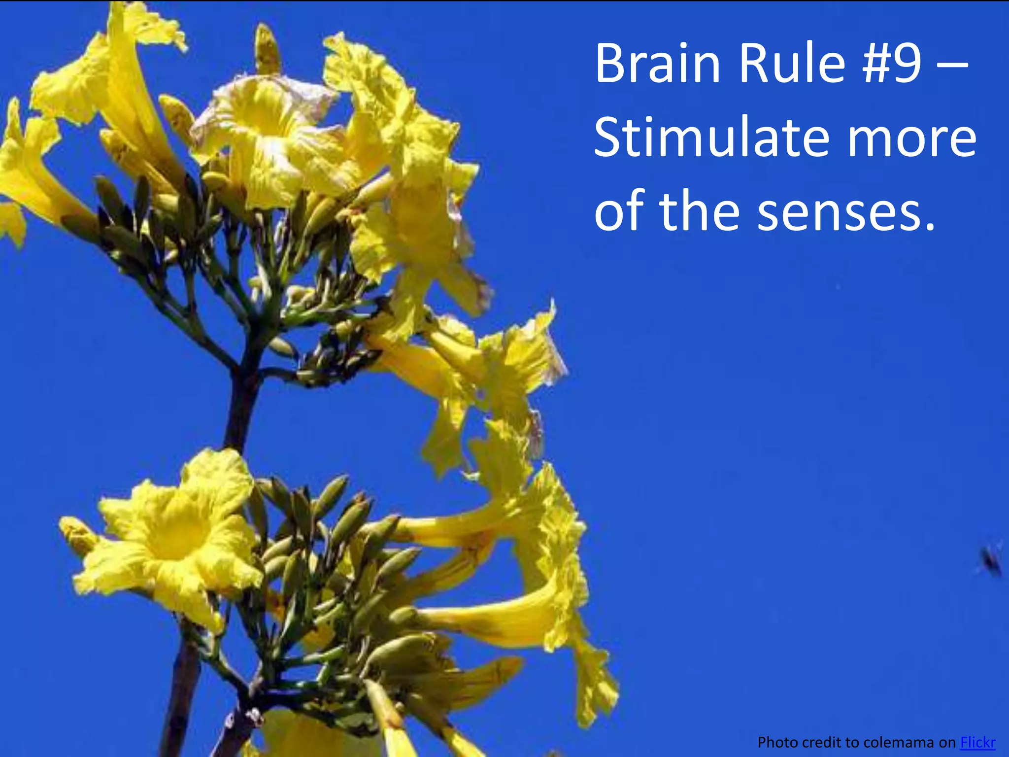 Brain Rule #9 - Stimulate more of the –
                        Brain Rule #9
                senses. Stimulate more
                      of the senses.




                             Photo credit to colemama on Flickr
 
