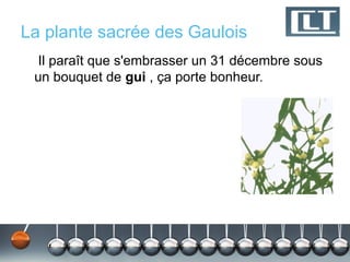 La plante sacrée des Gaulois
  Il paraît que s'embrasser un 31 décembre sous
 un bouquet de gui , ça porte bonheur.
 