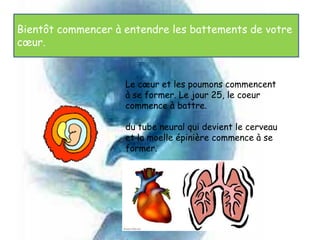 Bientôt commencer à entendre les battements de votre
cœur.


                    Le cœur et les poumons commencent
                    à se former. Le jour 25, le coeur
                    commence à battre.

                    du tube neural qui devient le cerveau
                    et la moelle épinière commence à se
                    former.
 