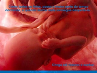 Como todos os fetos, passa a maior parte do tempoComo todos os fetos, passa a maior parte do tempo
dormindo, e quando dorme nada consegue despertá-lo.dormindo, e quando dorme nada consegue despertá-lo.
Chega até mesmo a sonhar.Chega até mesmo a sonhar.
 