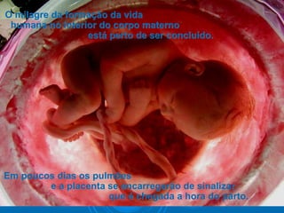 O milagre da formação da vidaO milagre da formação da vida
humana no interior do corpo maternohumana no interior do corpo materno
está perto de ser concluído.está perto de ser concluído.
Em poucos dias os pulmõesEm poucos dias os pulmões
e a placenta se encarregarão de sinalizare a placenta se encarregarão de sinalizar
que é chegada a hora do parto.que é chegada a hora do parto.
 