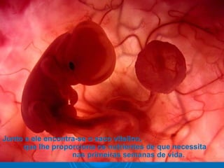 Junto a ele encontra-se o saco vitelino,Junto a ele encontra-se o saco vitelino,
que lhe proporciona os nutrientes de que necessitaque lhe proporciona os nutrientes de que necessita
nas primeiras semanas de vida.nas primeiras semanas de vida.
 