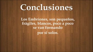 Conclusiones
Los Embriones, son pequeños,
frágiles, blancos, poco a poco
se van formando
por si solos.
 