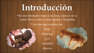 Introducción
•En este laboratorio vamos a ver fetos, vamos a ver su
estado físico, vamos a tomar apuntes y fotografías.
•Los fetos que veremos, son:
-Perro
-Renacuajo
-Ave
-Armadillo
-Becerro
 