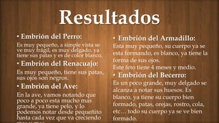 Resultados
• Embrión del Perro:
Es muy pequeño, a simple vista se
ve muy frágil, es muy delgado, ya
tiene sus patas y es de color blanco.
• Embrión del Renacuajo:
Es muy pequeño, tiene sus patas,
sus ojos son negros.
• Embrión del Ave:
En la ave, vamos notando que
poco a poco esta mucho mas
grande, ya tiene pelo, y lo
podemos notar desde pequeñito
hasta cada vez que va creciendo
• Embrión del Armadillo:
Esta muy pequeño, su cuerpo ya se
esta formando, es blanco, ya tiene la
forma de sus ojos.
Este feto tiene 4 meses y medio.
• Embrión del Becerro:
Es un poco grande, muy delgado se
alcanza a notar sus huesos. Es
blanco, ya tiene su cuerpo bien
formado, patas, orejas, rostro, cola,
etc… todo su cuerpo ya se ve bien
formado.
 