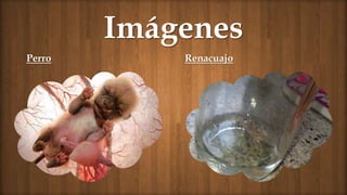 Imágenes
Perro Renacuajo
 