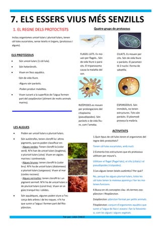 7. ELS ESSERS VIUS MÉS SENZILLS
    1. EL REGNE DELS PROTOCTISTS                                               Quatre grups de protozous

Inclou organismes unicel·lulars i pluricel·lulars, tenen
cèl·lules eucariotes, sense teixits ni òrgans, (protozous i
algues).


ELS PROTOZOUS                                                     FLAGEL·LATS. Es mo-                    CILIATS. Es mouen per
                                                                  uen per flagels.. Són                  cilis. Són de vida lliure
       Són unicel·lulars (1 cèl·lula).                           de vida lliure o parà-                 o paràsits. El parameci
       Són heteròtrofs.                                          sits. El tripanosoma                   té 2 nuclis i forma de
                                                                  causa la malaltia del                  sabatilla.
       Viuen en llocs aquàtics.                                  son.
        -Són de vida lliure.

        -Alguns són paràsits.

        -Poden produir malalties.

       Viuen surant a la superfície de l’aigua formen
        part del zooplàncton (aliment de molts animals
        marins).
                                                                RIZÒPODES.es mouen                      ESPOROZOUS. Són
                                                                per prolongacions del                   immòbils, no tenen
                                                                citoplasma                              estructures. Tots són
                                                                (pseudòpodes). Són                      paràsits. El plasmodi
                                                                paràsits o de vida lliu-                provoca la malària.
                                                                re, com l’ameba.
    LES ALGUES
                                                                                                   ACTIVITATS
         Poden ser unicel·lulars o pluricel·lulars.
                                                                              1.Quin tipus de cèl·lules tenen el organismes del
         Són autòtrofes, tenen clorofil·la i altres
                                                                              regne dels protoctists?
          pigments, que es poden classificar en:
          - Algues verdes: Tenen clorofil·la (color                           Tenen cèl·lules eucariotes, amb nucli.
          verd). N’hi han de unicel·lulars (euglena),                         2.Esmenta tres estructures que els protozous
          o pluricel·lulars (ulva). Viuen en aigües                           utilitzen per moure’s.
          marines i continentals
          - Algues brunes: tenen clorofil·la (color                           Utilitzen el flagel (flagel·lats), el cilis (ciliats) i el
          bru). N’hi ha de unicel·lulars (diatomees)                          pseudòpodes (rizòpodes).
          o pluricel·lulars (sargassos). Viuen al mar                         3.Les algues tenen teixits autèntics? Per què?
          (costes rocoses).
                                                                              No, perquè les algues pluricel·lulars, totes les
          - Algues vermelles: tenen clorofil·la i un
                                                                              cèl·lules tenen la mateixa aparença i fan les ma-
          pigment vermell. N’hi ha de unicel·lulars o
                                                                              teixes funcions.
          de pluricel·lulars (coral·lina). Viuen en ai-
          gües tranquil·les i càlides.                                        4.Busca en els conceptes clau els termes zoo-
                                                                              plàncton i fitoplàncton.
         Són aquàtiques, algunes poden viure a l’es-
          corça dels arbres i de les roques. n’hi ha                          Zooplàncton: plàncton format per petits animals.
          que suren a l’aigua i formen part del fito-                         Fitoplàncton: conjunt d’organismes aquàtics que
          plàncton.                                                           suren a l’aigua de llacs i oceans i fan la fotosínte-
                                                                              si, com les algues i alguns vegetals.
                                                   Fet per: LAIA CHICO
 