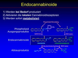 Endocannabinoide1) Werden bei Bedarf produziert2) Aktivieren die lokalen Cannabinoidrezeptoren3) Werden sofort metabolisiertPhospholipid RemodelingR1OOOOO-R2O-R3Phospholipid AusgangsprodukteOOPCHONHOHO-DAG LipaseNAPE-PLDOOOHOHEndocannabinoideCHONHOHAnandamide2-Arachidonoyl-glycerolMAG LipaseFatty Acid Amide HydrolaseOOHAbbauprodukteOHOHHOCHH2NOH