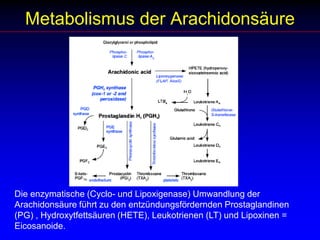 Metabolismus der ArachidonsäureDie enzymatische (Cyclo- und Lipoxigenase) Umwandlung der Arachidonsäure führt zu den entzündungsfördernden Prostaglandinen (PG) , Hydroxytfettsäuren (HETE), Leukotrienen (LT) und Lipoxinen = Eicosanoide.