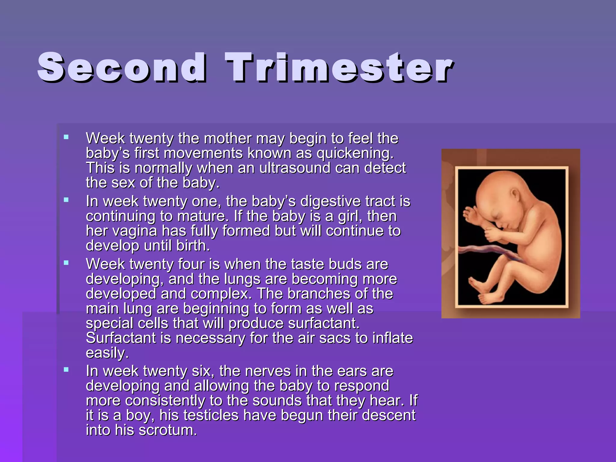 Second Trimester Week twenty the mother may begin to feel the baby’s first movements known as quickening.  This is normally when an ultrasound can detect the sex of the baby. In week twenty one, the baby’s digestive tract is continuing to mature. If the baby is a girl, then her vagina has fully formed but will continue to develop until birth. Week twenty four is when the taste buds are developing, and the lungs are becoming more developed and complex. The branches of the main lung are beginning to form as well as special cells that will produce surfactant. Surfactant is necessary for the air sacs to inflate easily.  In week twenty six, the nerves in the ears are developing and allowing the baby to respond more consistently to the sounds that they hear. If it is a boy, his testicles have begun their descent into his scrotum .  