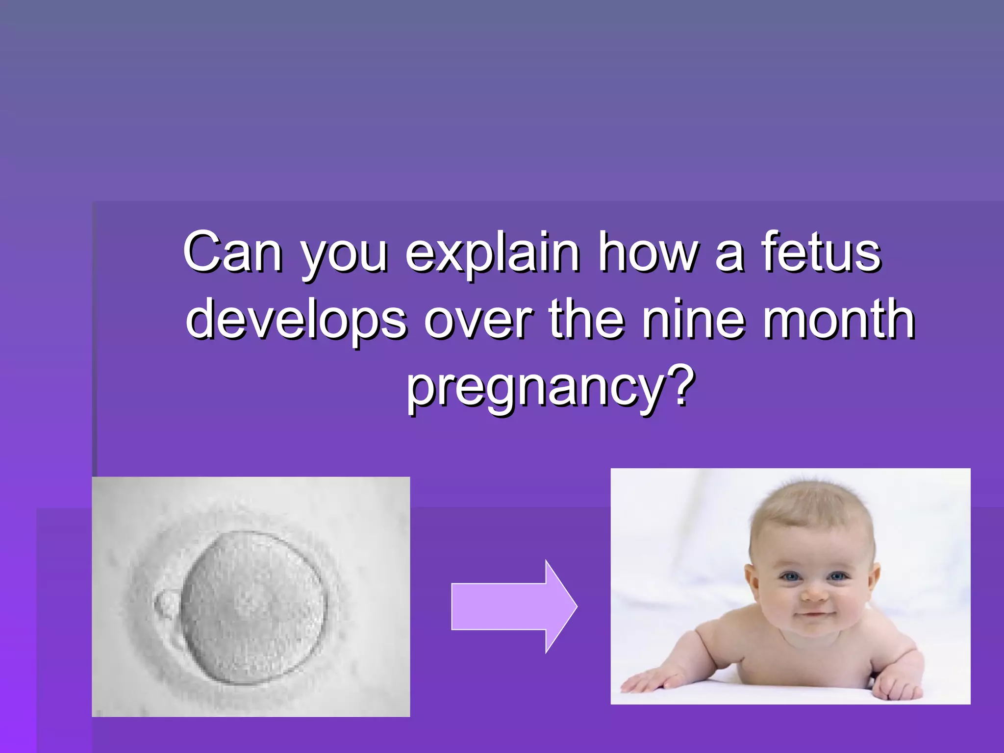 Can you explain how a fetus develops over the nine month pregnancy? 