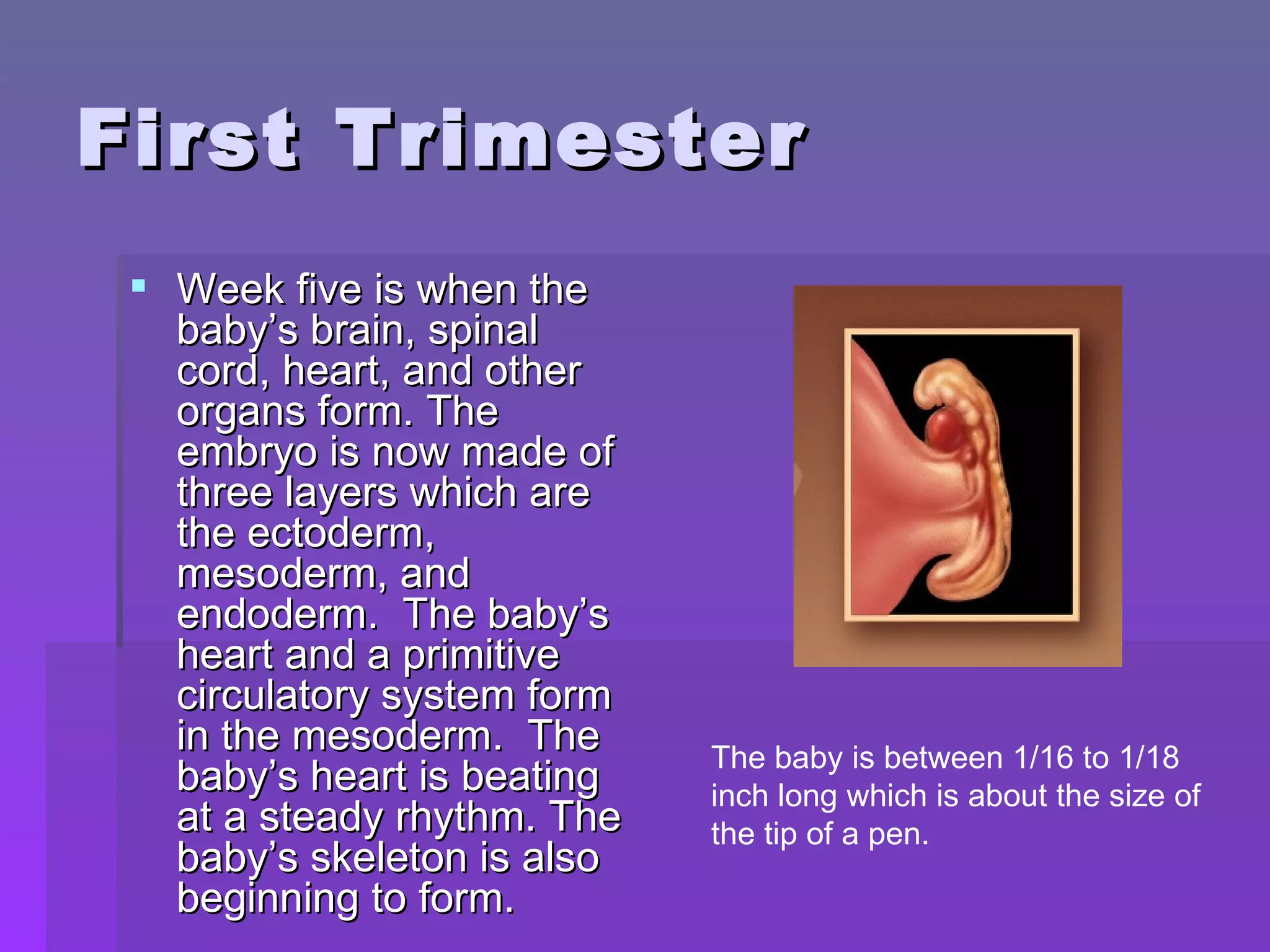 First Trimester Week five is when the baby’s brain, spinal cord, heart, and other organs form. The embryo is now made of three layers which are the ectoderm, mesoderm, and endoderm.  The baby’s heart and a primitive circulatory system form in the mesoderm.  The baby’s heart is beating at a steady rhythm. The baby’s skeleton is also beginning to form. The baby is between 1/16 to 1/18 inch long which is about the size of the tip of a pen. 
