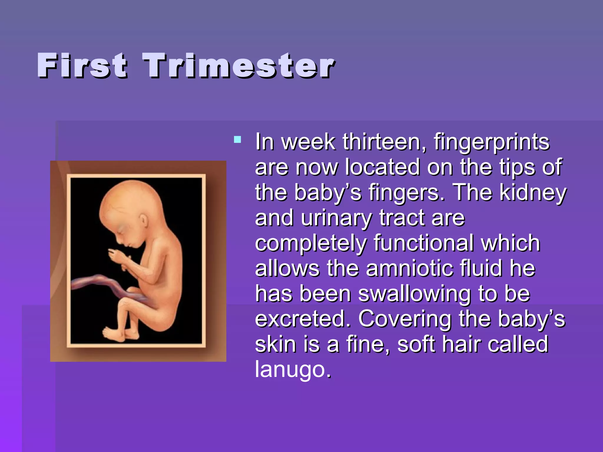 First Trimester In week thirteen, fingerprints are now located on the tips of the baby’s fingers. The kidney and urinary tract are completely functional which allows the amniotic fluid he has been swallowing to be excreted. Covering the baby’s skin is a fine, soft hair called  lanugo .  
