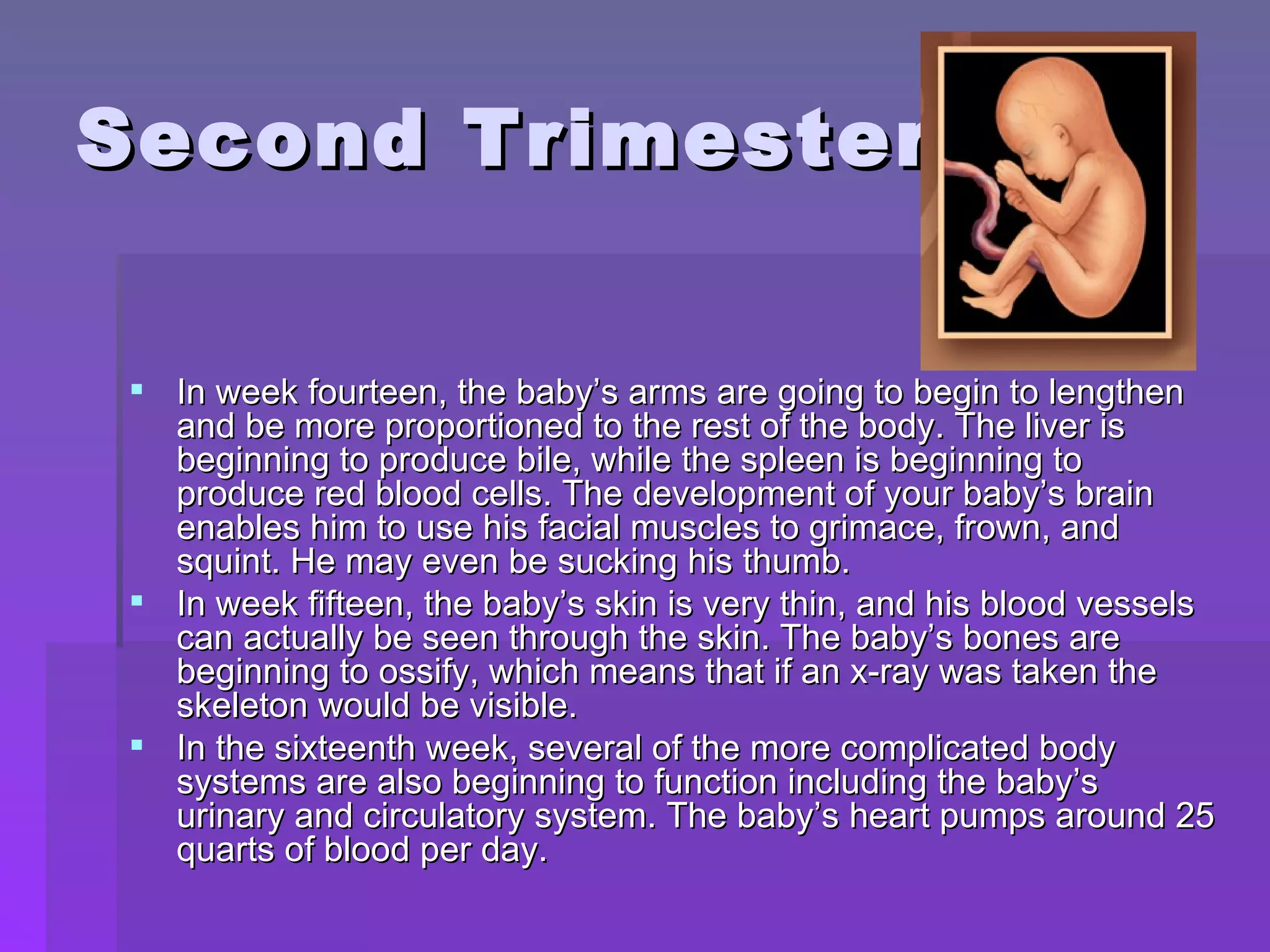 Second Trimester In week fourteen, the baby’s arms are going to begin to lengthen and be more proportioned to the rest of the body. The liver is beginning to produce bile, while the spleen is beginning to produce red blood cells. The development of your baby’s brain enables him to use his facial muscles to grimace, frown, and squint. He may even be sucking his thumb. In week fifteen, the baby’s skin is very thin, and his blood vessels can actually be seen through the skin. The baby’s bones are beginning to ossify, which means that if an x-ray was taken the skeleton would be visible.  In the sixteenth week, several of the more complicated body systems are also beginning to function including the baby’s urinary and circulatory system. The baby’s heart pumps around 25 quarts of blood per day.  