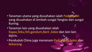 • Tanaman utama yang diusahakan ialah Padi Sawah
yang diusahakan di lembah sungai Yangtze dan sungai
Kuning.
• Tanaman lain yang diusahakan ialah
Kapas,Tebu,Teh,gandum,Barli ,Sekoi dan lain-lain
bijirin.
• Penduduk China juga menanam Padi Huma,Sekoi,dan
kekacang.
 