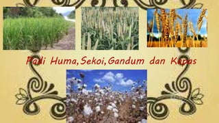 Padi Huma,Sekoi,Gandum dan Kapas
 