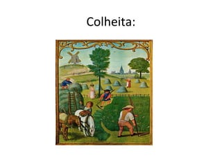 Colheita:
 