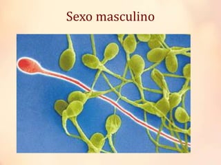 Sexo masculino
 