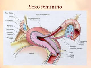 Sexo feminino
 