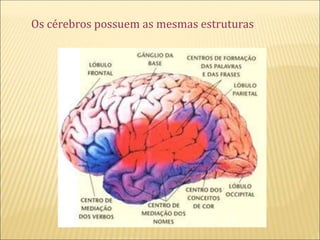 Os cérebros possuem as mesmas estruturas
 