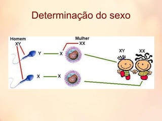 Determinação do sexo
 
