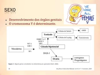  Desenvolvimento dos órgãos genitais
 O cromossoma Y é determinante.
 