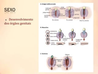  Desenvolvimento
dos órgãos genitais
 
