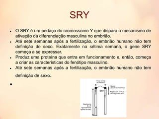 SRY
 O SRY é um pedaço do cromossomo Y que dispara o mecanismo de
ativação da diferenciação masculina no embrião.
 Até sete semanas após a fertilização, o embrião humano não tem
definição de sexo. Exatamente na sétima semana, o gene SRY
começa a se expressar.
 Produz uma proteína que entra em funcionamento e, então, começa
a criar as características do fenótipo masculino.
 Até sete semanas após a fertilização, o embrião humano não tem
definição de sexo.

 