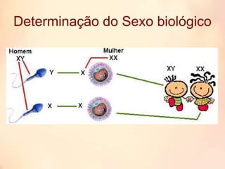 Determinação do Sexo biológico
 