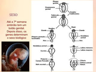 SEXO
Até a 7ª semana
embrião tem um
botão genital.
Depois disso, os
genes determinam
o sexo biológico
 