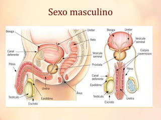 Sexo masculino
 