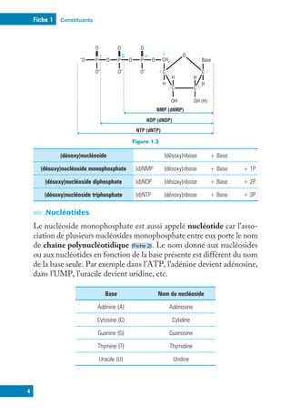Constituants
Fiche 1
4
Figure 1.3
C
C
C
C
OH
H
H
H
OH (H)
H
CH2
O
O
P
O
P
O
O
-O
O- O- O-
O O
P
1’
2’
3’
4’
5’
α
β
γ
Base
NMP (dNMP)
NDP (dNDP)
NTP (dNTP)
(désoxy)nucléoside (désoxy)ribose + Base
(désoxy)nucléoside monophosphate (d)NMP (désoxy)ribose + Base + 1P
(désoxy)nucléoside diphosphate (d)NDP (désoxy)ribose + Base + 2P
(désoxy)nucléoside triphosphate (d)NTP (désoxy)ribose + Base + 3P
Nucléotides
Le nucléoside monophosphate est aussi appelé nucléotide car l’asso-
ciation de plusieurs nucléosides monophosphate entre eux porte le nom
de chaîne polynucléotidique (Fiche 2). Le nom donné aux nucléosides
ou aux nucléotides en fonction de la base présente est différent du nom
de la base seule. Par exemple dans l’ATP, l’adénine devient adénosine,
dans l’UMP, l’uracile devient uridine, etc.
Base Nom du nucléoside
Adénine (A) Adénosine
Cytosine (C) Cytidine
Guanine (G) Guanosine
Thymine (T) Thymidine
Uracile (U) Uridine
 
