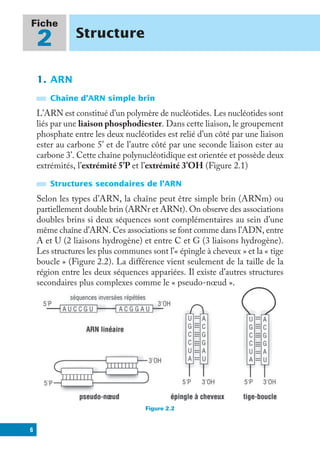 6
Fiche
2 Structure
1. ARN
Chaîne d’ARN simple brin
L’ARN est constitué d’un polymère de nucléotides. Les nucléotides sont
liés par une liaison phosphodiester. Dans cette liaison, le groupement
phosphate entre les deux nucléotides est relié d’un côté par une liaison
ester au carbone 5’ et de l’autre côté par une seconde liaison ester au
carbone 3’. Cette chaîne polynucléotidique est orientée et possède deux
extrémités, l’extrémité 5’P et l’extrémité 3’OH (Figure 2.1)
Structures secondaires de l’ARN
Selon les types d’ARN, la chaîne peut être simple brin (ARNm) ou
partiellement double brin (ARNr et ARNt). On observe des associations
doubles brins si deux séquences sont complémentaires au sein d’une
même chaîne d’ARN. Ces associations se font comme dans l’ADN, entre
A et U (2 liaisons hydrogène) et entre C et G (3 liaisons hydrogène).
Les structures les plus communes sont l’« épingle à cheveux » et la « tige
boucle » (Figure 2.2). La différence vient seulement de la taille de la
région entre les deux séquences appariées. Il existe d’autres structures
secondaires plus complexes comme le « pseudo-nœud ».
Figure 2.2
 