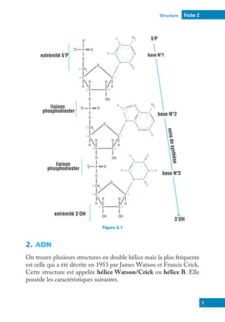Structure Fiche 2
7
Figure 2.1
C
C
C
C
O
H
H
H
OH
H
CH2
O
P
O
1’
2’
3’
4’
5’
C
C
C
C
H
H
OH
H
CH2
O
P
-O
-O
-O
O
1’
2’
3’
4’
5’
O
C
C
C
C
H
H
H
OH
OH
H
CH2
O
O
O
O
O-
P
O
1’
2’
3’
4’
5’
H
C
C
C
C
N
N H
H
H
O
O
1 2
3
4
5
6
NH
2
C
C
C
C
N
N
H
H
O
1 2
3
4
5
6
H
NH
2
C
C
C
C
C
N
N
N
N
H
1
2
3
4
5 6
7
8
9
liaison
phosphodiester
liaison
phosphodiester
extrémité 5’P base N°1
base N°2
base N°3
extrémité 3’OH
s
e
n
s
d
e
s
y
n
th
è
s
e
3’OH
5’P
2. ADN
On trouve plusieurs structures en double hélice mais la plus fréquente
est celle qui a été décrite en 1953 par James Watson et Francis Crick.
Cette structure est appelée hélice Watson/Crick ou hélice B. Elle
possède les caractéristiques suivantes.
 