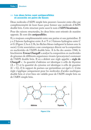 Structure
Fiche 2
8
Les deux brins sont antiparallèles
et associés en paire de bases
Deux molécules d’ADN simple brin peuvent s’associer entre elles par
complémentarité de leurs bases pour former une molécule d’ADN
double brin. Cette structure porte aussi le nom d’ADN bicaténaire.
Pour des raisons structurales, les deux brins sont orientés de manière
opposée. Ils sont dits antiparallèles.
Il y a toujours complémentarité entre une purine et une pyrimidine. Il
y a 2 liaisons hydrogène entre A et T et 3 liaisons hydrogène entre C
et G (Figure 2.3a et 2.3b, les flèches bleues indiquent la liaison avec le
sucre). Cette association a une conséquence directe sur la composition
en nucléotides de l’ADN double brin. À la fin des années 1940, le
biochimiste Erwan Chargaff a analysé la composition en nucléotides
de génomes de différents organismes vivants (procaryotes) contenant
de l’ADN double brin. Il en a déduit une règle appelée « règle de
Chargaff » : la quantité d’adénine est identique à celle de thymine
(A = T) et la quantité de cytosine est identique à celle de guanine
(C = G), 2) le rapport de purines sur pyrimidines est égal à 1. Cette
règle s’applique uniquement pour les molécules d’acides nucléiques
double brin et n’est bien sûr valable pour de l’ADN simple brin ou
de l’ARN simple brin.
Figure 2.3
Thymine
H
C
C
C
C
CH 3
C
C
C
C
C
N
N
N
N
N
N
N
N
H H
H
H
Adénine
1
2
3
4
5 6
7
8
9
H
H
H
O
O
1
6
5
4
3
2
a
 