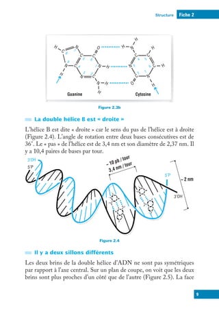Structure Fiche 2
9
Figure 2.3
Cytosine
Guanine
H
H
H
O
C
C
C
C
C
N
N
N
N
N
N
H
H
1
2
3
4
5 6
7
8
9
C C
C
C
N
N
N
H
H
1
6
5
4
3
2
H
H
H
O
b
La double hélice B est « droite »
L’hélice B est dite « droite » car le sens du pas de l’hélice est à droite
(Figure 2.4). L’angle de rotation entre deux bases consécutives est de
36°. Le « pas » de l’hélice est de 3,4 nm et son diamètre de 2,37 nm. Il
y a 10,4 paires de bases par tour.
Figure 2.4
H
H
H
O
C
C
C
C
C
N
N
N
N
N
N
H
1
2
3
4
5
6
7
8
9
C
C
C
C
N
N
N
H
H
1
6
5
4 3
2
H
H
O
H
C
C
C
C
CH
3
C
C
C
C
C
N
N
N
N
N
N
N
N
H
H
H
1
2
3
4
5
6
7
8
9
H
H
O
O
1
6
5
4 3
2
5’P
3’OH
3’OH
5’P
~ 10 pb / tour
3,4 nm / tour
~ 2 nm
Il y a deux sillons différents
Les deux brins de la double hélice d’ADN ne sont pas symétriques
par rapport à l’axe central. Sur un plan de coupe, on voit que les deux
brins sont plus proches d’un côté que de l’autre (Figure 2.5). La face
 
