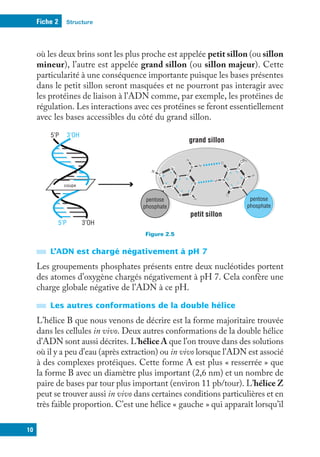 Structure
Fiche 2
10
où les deux brins sont les plus proche est appelée petit sillon (ou sillon
mineur), l’autre est appelée grand sillon (ou sillon majeur). Cette
particularité à une conséquence importante puisque les bases présentes
dans le petit sillon seront masquées et ne pourront pas interagir avec
les protéines de liaison à l’ADN comme, par exemple, les protéines de
régulation. Les interactions avec ces protéines se feront essentiellement
avec les bases accessibles du côté du grand sillon.
Figure 2.5
H
C
C
C C
CH 3
C
C
C
C
C
N
N
N
N
N
N
N
N
H
H
H
1
2
3
4
5 6
7
8
9 H
H
O
O
1
6
5
4
3
2
pentose
phosphate
pentose
phosphate
petit sillon
grand sillon
3’OH
3’OH
5’P
5’P
coupe
L’ADN est chargé négativement à pH 7
Les groupements phosphates présents entre deux nucléotides portent
des atomes d’oxygène chargés négativement à pH 7. Cela confère une
charge globale négative de l’ADN à ce pH.
Les autres conformations de la double hélice
L’hélice B que nous venons de décrire est la forme majoritaire trouvée
dans les cellules in vivo. Deux autres conformations de la double hélice
d’ADN sont aussi décrites. L’hélice A que l’on trouve dans des solutions
où il y a peu d’eau (après extraction) ou in vivo lorsque l’ADN est associé
à des complexes protéiques. Cette forme A est plus « resserrée » que
la forme B avec un diamètre plus important (2,6 nm) et un nombre de
paire de bases par tour plus important (environ 11 pb/tour). L’hélice Z
peut se trouver aussi in vivo dans certaines conditions particulières et en
très faible proportion. C’est une hélice « gauche » qui apparaît lorsqu’il
 