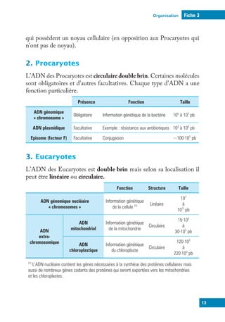 Organisation
13
Fiche 3
qui possèdent un noyau cellulaire (en opposition aux Procaryotes qui
n’ont pas de noyau).
2. Procaryotes
L’ADN des Procaryotes est circulaire double brin. Certaines molécules
sont obligatoires et d’autres facultatives. Chaque type d’ADN a une
fonction particulière.
Présence Fonction Taille
ADN génomique
« chromosome »
Obligatoire Information génétique de la bactérie 105
à 107
pb
ADN plasmidique Facultative Exemple : résistance aux antibiotiques 103
à 105
pb
Episome (facteur F) Facultative Conjugaison ~100·103
pb
3. Eucaryotes
L’ADN des Eucaryotes est double brin mais selon sa localisation il
peut être linéaire ou circulaire.
Fonction Structure Taille
ADN génomique nucléaire
« chromosomes »
Information génétique
de la cellule (1) Linéaire
107
à
1011
pb
ADN
extra-
chromosomique
ADN
mitochondrial
Information génétique
de la mitochondrie
Circulaire
15·103
à
30·103
pb
ADN
chloroplastique
Information génétique
du chloroplaste
Circulaire
120·103
à
220·103
pb
(1)
L’ADN nucléaire contient les gènes nécessaires à la synthèse des protéines cellulaires mais
aussi de nombreux gènes codants des protéines qui seront exportées vers les mitochondries
et les chloroplastes.
 