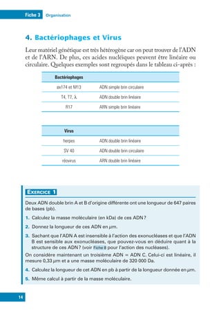 Organisation
Fiche 3
14
4. Bactériophages et Virus
Leur matériel génétique est très hétérogène car on peut trouver de l’ADN
et de l’ARN. De plus, ces acides nucléiques peuvent être linéaire ou
circulaire. Quelques exemples sont regroupés dans le tableau ci-après :
Bactériophages
øx174 et M13 ADN simple brin circulaire
T4, T7, λ ADN double brin linéaire
R17 ARN simple brin linéaire
Virus
herpes ADN double brin linéaire
SV 40 ADN double brin circulaire
réovirus ARN double brin linéaire
E
XExereE
E
Deux ADN double brin A et B d’origine différente ont une longueur de 647 paires
de bases (pb).
E. Calculez la masse moléculaire (en kDa) de ces ADN?
2. Donnez la longueur de ces ADN en µm.
3. Sachant que l’ADN A est insensible à l’action des exonucléases et que l’ADN
B est sensible aux exonucléases, que pouvez-vous en déduire quant à la
structure de ces ADN? (voir Fiche 8 pour l’action des nucléases).
On considère maintenant un troisième ADN = ADN C. Celui-ci est linéaire, il
mesure 0,33 µm et a une masse moléculaire de 320 000 Da.
4. Calculez la longueur de cet ADN en pb à partir de la longueur donnée en µm.
5. Même calcul à partir de la masse moléculaire.
 