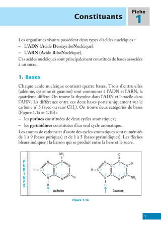 1
Constituants
Fiche
1
Les organismes vivants possèdent deux types d’acides nucléiques :
– L’ADN (Acide DésoxyriboNucléique).
– L’ARN (Acide RiboNucléique).
Ces acides nucléiques sont principalement constitués de bases associées
à un sucre.
1. Bases
Chaque acide nucléique contient quatre bases. Trois d’entre elles
(adénine, cytosine et guanine) sont communes à l’ADN et l’ARN, la
quatrième diffère. On trouve la thymine dans l’ADN et l’uracile dans
l’ARN. La différence entre ces deux bases porte uniquement sur le
carbone n° 5 (avec ou sans CH3). On trouve deux catégories de bases
(Figure 1.1a et 1.1b) :
– les purines constituées de deux cycles aromatiques;
– les pyrimidines constituées d’un seul cycle aromatique.
Les atomes de carbone et d’azote des cycles aromatiques sont numérotés
de 1 à 9 (bases puriques) et de 1 à 5 (bases pyrimidiques). Les flèches
bleues indiquent la liaison qui se produit entre la base et le sucre.
H
O
H
NH2
C
C
C
C
C
N
N
N
N
N
H
H
Adénine
1
2
3
4
5
6
7
8
9
NH2
C
C
C
C
C
N
N
N
N
N
H
H
Guanine
1
2
3
4
5
6
7
8
9
P
U
R
I
N
E
S
Figure 1.1a
 