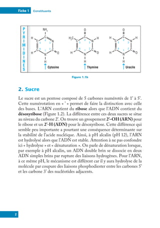 Constituants
Fiche 1
2
P
Y
R
I
M
I
D
I
N
E
S
Thymine Uracile
Cytosine
C
C
C
C
N
N
H
H
H
H
O
O
1
2
3
4
5
6
C
C
C
C
N
N
H
H
H
O
O
1
2
3
4
5
6
NH2
C
C
C
C
N
N
H
H
H O
1
2
3
4
5
6
H3
C
Figure 1.1b
2. Sucre
Le sucre est un pentose composé de 5 carbones numérotés de 1’ à 5’.
Cette numérotation en « ’ » permet de faire la distinction avec celle
des bases. L’ARN contient du ribose alors que l’ADN contient du
désoxyribose (Figure 1.2). La différence entre ces deux sucres se situe
au niveau du carbone 2’. On trouve un groupement 2’–OH (ARN) pour
le ribose et un 2’-H (ADN) pour le désoxyribose. Cette différence qui
semble peu importante a pourtant une conséquence déterminante sur
la stabilité de l’acide nucléique. Ainsi, à pH alcalin (pH 12), l’ARN
est hydrolysé alors que l’ADN est stable. Attention à ne pas confondre
ici « hydrolyse » et « dénaturation ». On parle de dénaturation lorsque,
par exemple à pH alcalin, un ADN double brin se dissocie en deux
ADN simples brins par rupture des liaisons hydrogènes. Pour l’ARN,
à ce même pH, le mécanisme est différent car il y aura hydrolyse de la
molécule par coupure des liaisons phosphodiester entre les carbones 5’
et les carbone 3’ des nucléotides adjacents.
 