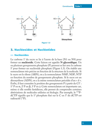 Constituants
3
Fiche 1
Ribose
C
C
C
C
OH
OH
OH
H
H
H
H
CH2
HO
O
1’
2’
3’
4’
5’
C
C
C
C
OH
H
OH
H
H
H
H
CH2
HO
O
1’
2’
3’
4’
5’
Désoxyribose
Figure 1.2
3. Nucléosides et Nucléotides
Nucléosides
Le carbone 1’ du sucre se lie à l’azote de la base (N1 ou N9) pour
former un nucléoside. Cette liaison est appelée N-glycosidique. Un
ou plusieurs groupements phosphate (P) peuvent se lier avec le carbone
5’ pour former un nucléoside phosphate (Figure 1.3). On établit une
nomenclature très précise en fonction de la structure de la molécule. Si
le sucre est le ribose (ARN), on a la nomenclature NMP, NDP, NTP
en fonction du nombre de groupements phosphate. Si le sucre est un
désoxyribose (ADN), on a la même nomenclature précédée d’un « d ».
Enfin, il faut connaître la position des groupements P à partir du C5’ :
1er
P en α, 2e
P en β, 3e
P en γ. Cette nomenclature est importante car,
même si elle semble fastidieuse, elle permet de comprendre certaines
abréviations de molécules utilisées en biologie. Par exemple, le α32
P-
dCTP signifie que le 1er
phosphate fixé sur le C en 5’ du dCTP est
radioactif (32
P).
 