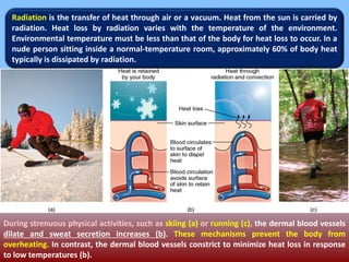 Radiation is the transfer of heat through air or a vacuum. Heat from the sun is carried by
radiation. Heat loss by radiation varies with the temperature of the environment.
Environmental temperature must be less than that of the body for heat loss to occur. In a
nude person sitting inside a normal-temperature room, approximately 60% of body heat
typically is dissipated by radiation.
During strenuous physical activities, such as skiing (a) or running (c), the dermal blood vessels
dilate and sweat secretion increases (b). These mechanisms prevent the body from
overheating. In contrast, the dermal blood vessels constrict to minimize heat loss in response
to low temperatures (b).
 