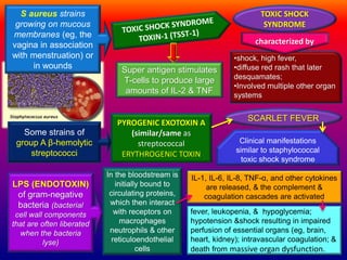 S aureus strains
growing on mucous
membranes (eg, the
vagina in association
with menstruation) or
in wounds
TOXIC SHOCK
SYNDROME
•shock, high fever,
•diffuse red rash that later
desquamates;
•Involved multiple other organ
systems
characterized by
Super antigen stimulates
T-cells to produce large
amounts of IL-2 & TNF
PYROGENIC EXOTOXIN A
(similar/same as
streptococcal
ERYTHROGENIC TOXIN
SCARLET FEVER
Clinical manifestations
similar to staphylococcal
toxic shock syndrome
LPS (ENDOTOXIN)
of gram-negative
bacteria (bacterial
cell wall components
that are often liberated
when the bacteria
lyse)
In the bloodstream is
initially bound to
circulating proteins,
which then interact
with receptors on
macrophages
neutrophils & other
reticuloendothelial
cells
IL-1, IL-6, IL-8, TNF-α, and other cytokines
are released, & the complement &
coagulation cascades are activated
fever, leukopenia, & hypoglycemia;
hypotension &shock resulting in impaired
perfusion of essential organs (eg, brain,
heart, kidney); intravascular coagulation; &
death from massive organ dysfunction.
Some strains of
group A β-hemolytic
streptococci
 