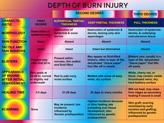 SECOND DEGREE THIRD DEGREE
CHARACTE-
RISTIC
FIRST
DEGREE
SUPERFICIAL PARTIAL
THICKNESS
DEEP PARTIAL THICKNESS FULL THICKNESS
MORPHOLOGY
Destruction of
epidermis only
Destruction of
epidermis & some
dermis
Destruction of epidermis &
dermis, leaving only skin
appendages
Destruction of epidermis,
dermis, & underlying
subcutaneous tissue
SKIN FUNCTION Intact Absent Absent Absent
TACTILE AND
PAIN SENSORS
Intact Intact Intact but diminished Absent
BLISTERS
Present only
after first 24 hr
Present within
minutes, thin walled
and fluid filled
May appear as fluid-filled
blisters; often is layer of flat,
dehydrated “tissue paper”
that lifts off in sheets
Blisters rare; usually is a
layer of flat, dehydrated
“tissue paper” that lifts
off easily
APPEARANCE
OF WOUND
AFTER INITIAL
DÉBRIDEMENT
Skin peels at
24-48 hr, normal
or slightly red
underneath
Red to pale ivory,
moist surface
Mottled with areas of waxy
white, dry surface
White, cherry red, or
black; may contain visible
thrombosed veins; dry,
hard leathery surface
HEALING TIME 3-5 days 21-28 days 30 days to many months
Will not heal; may close
from edges as secondary
healing if wound is small
SCARRING None
May be present; low
incidence
influenced by
Genetic predisposition
Highest incidence because
of slow healing rate
promoting scar tissue
development; also
influenced by genetic
predisposition
Skin graft; scarring
minimized by early
excision and grafting;
influenced by genetic
predisposition
 