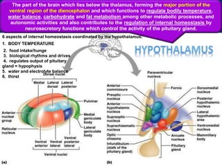 THE BASAL NUCLEI SOME OF THE NUCLEI OF THE HYPOTHALAMUS
The part of the brain which lies below the thalamus, forming the major portion of the
ventral region of the diencephalon and which functions to regulate bodily temperature,
water balance, carbohydrate and fat metabolism among other metabolic processes, and
autonomic activities and also contributes to the regulation of internal homeostasis by
neurosecretory functions which control the activity of the pituitary gland.
6 aspects of internal homeostasis coordinated by the hypothalamus:
1. BODY TEMPERATURE
2. food intake/hunge
5. water and electrolyte balance
6. thirst
3. biological rhythms and drives
4. regulates output of pituitary
gland = hypophysis
 