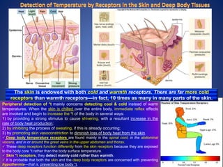 The skin is endowed with both cold and warmth receptors. There are far more cold
receptors than warmth receptors—in fact, 10 times as many in many parts of the skin.
Peripheral detection of °t mainly concerns detecting cool & cold instead of warm
temperatures. When the skin is chilled over the entire body, immediate reflex effects
are invoked and begin to increase the ºt of the body in several ways:
1) by providing a strong stimulus to cause shivering, with a resultant increase in the
rate of body heat production;
2) by inhibiting the process of sweating, if this is already occurring;
3) by promoting skin vasoconstriction to diminish loss of body heat from the skin.
 Deep body temperature receptors are found mainly in the spinal cord, in the abdominal
viscera, and in or around the great veins in the upper abdomen and thorax.
 These deep receptors function differently from the skin receptors because they are exposed
to the body core °t rather than the body surface temperature.
 Skin °t receptors, they detect mainly cold rather than warmth.
 It is probable that both the skin and the deep body receptors are concerned with preventing
hypothermia—that is, preventing low body °t.
 