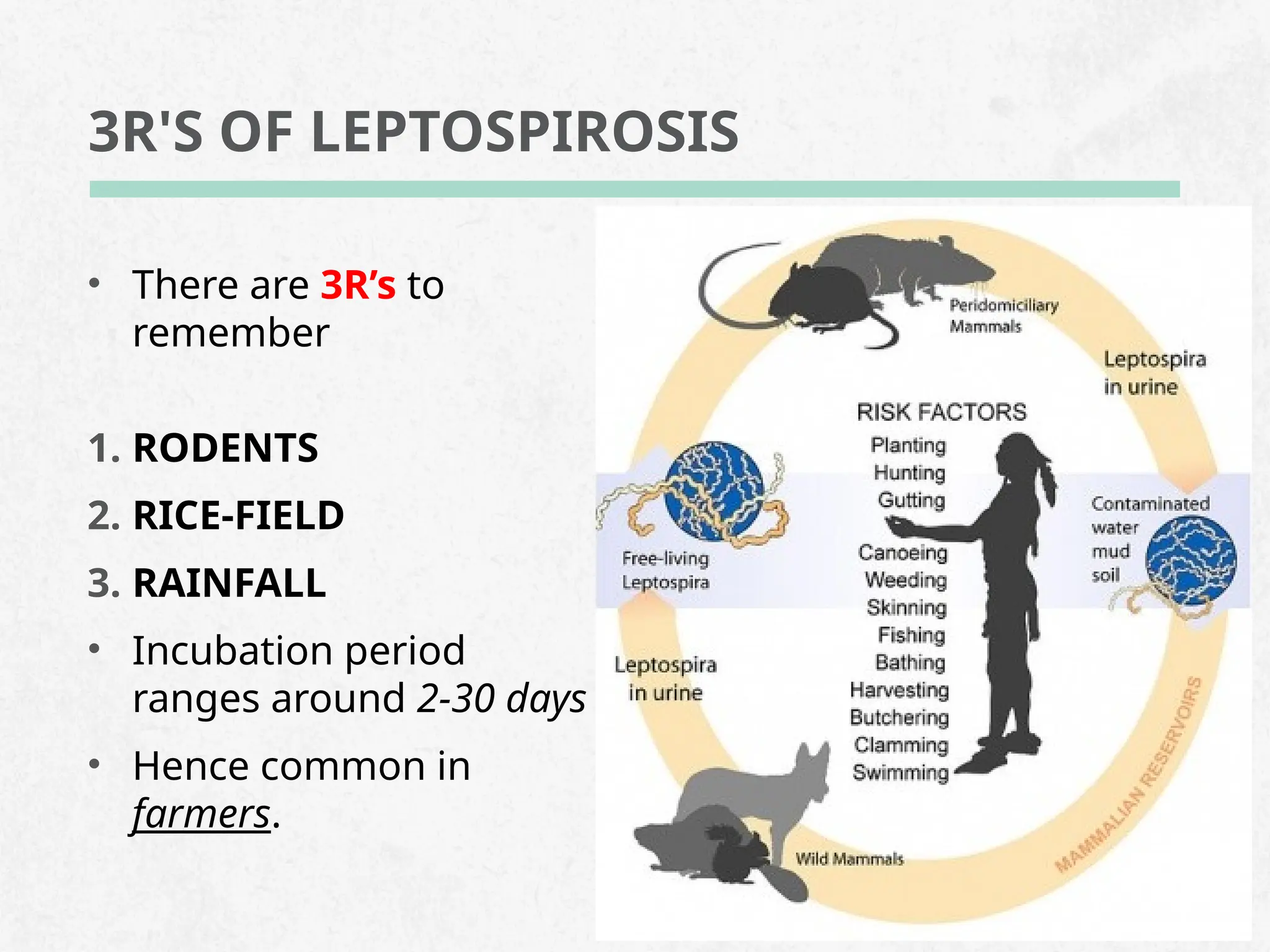 Japanese Encephalitis and Leptospirosis: Comprehensive Guide on 