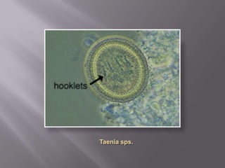 Few parasite eggs